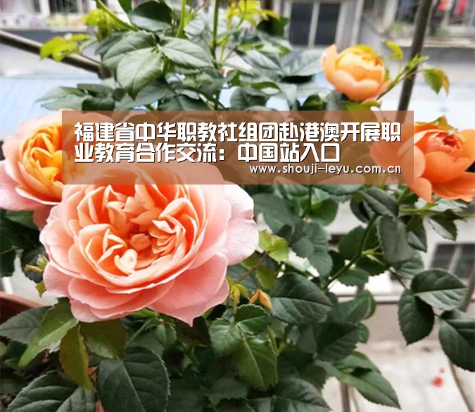 福建省中华职教社组团赴港澳开展职业教育合作交流:中国站入口(图4) 中国站入口